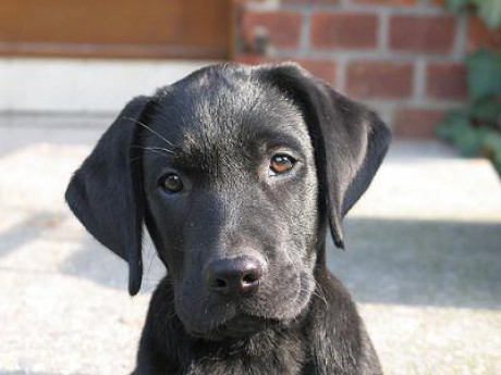 Labrador Retriever Puppies on Retriever   Black Labrador Ne Muuj        Labrador Retriever Puppies